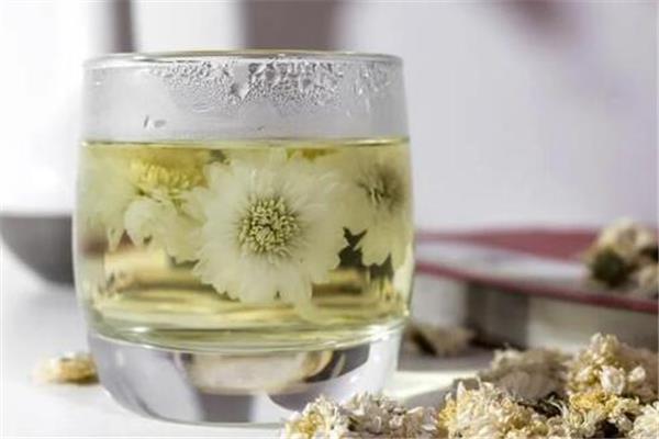 菊花茶泡了为什么会变绿 菊花茶怎么泡才正确 菊花茶泡了为什么会变绿 菊花茶怎么泡才正确
