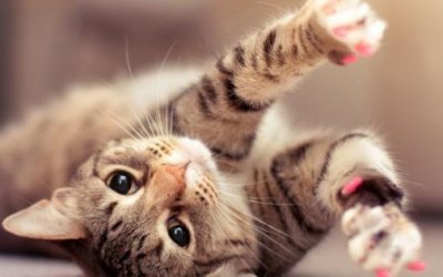 ​猫咪喜欢抓家具主人很苦恼 防止猫抓家具的方法介绍