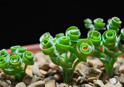 ​弹簧草在家居中的作用-弹簧草的养殖方法