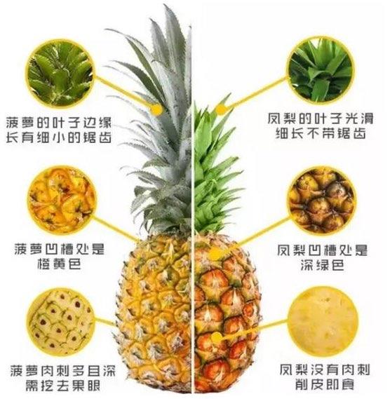 生活菠萝和凤梨的区别,六个方面教你如何区分 4