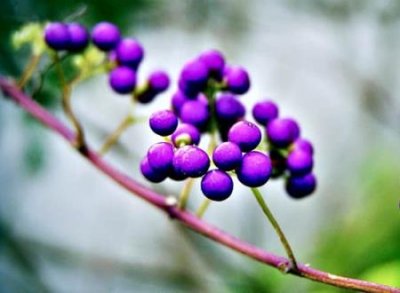 ​山海经里好听的植物名