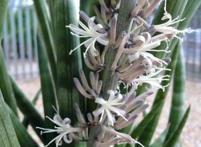 ​虎皮兰开花不是好兆头