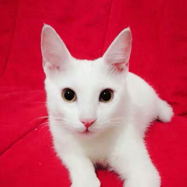 猫癣的治疗方法