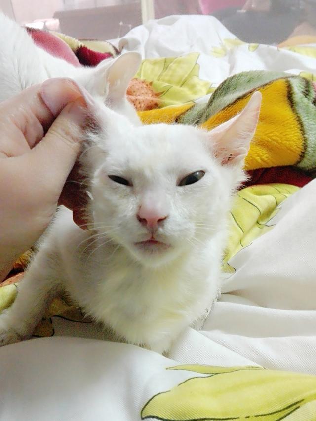 猫癣的治疗方法