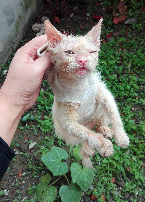 猫癣的治疗方法