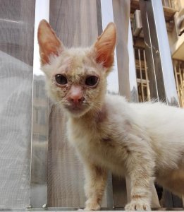 ​猫癣的治疗方法