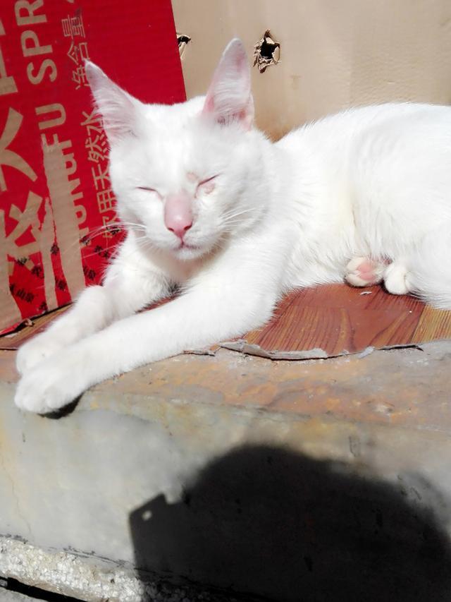 猫癣的治疗方法