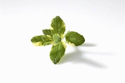 ​盆栽绿植苹果薄荷的养护方法