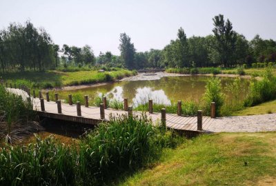​避暑消夏那里去 到淇河湿地公园最惬意