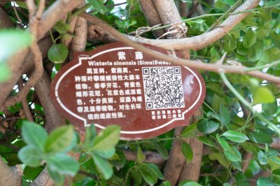 ​紫藤怎么修剪，几月份修剪