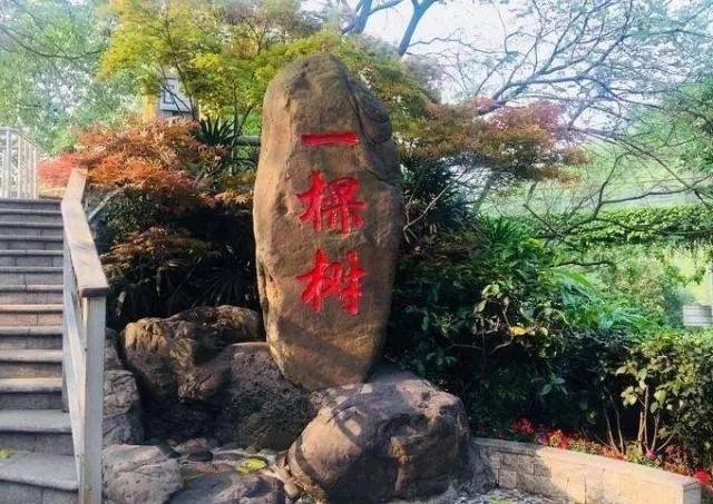 你知道重庆的南山一棵树吗?简单的名字背后隐藏着不简单