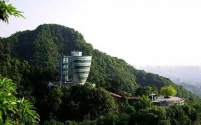 ​你知道重庆的南山一棵树吗？简单的名字背后隐藏着不简单