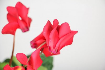 ​过年买盆仙客来，这样浇水，100%成活、花开不败！