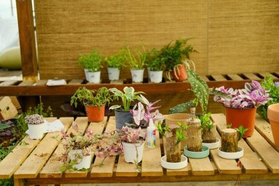 ​20厘米室内飘窗，也能养成大花园，一年到头花开不断！