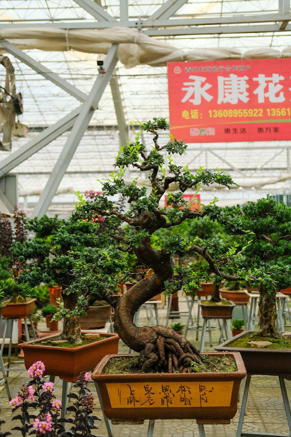 盆景 盆景