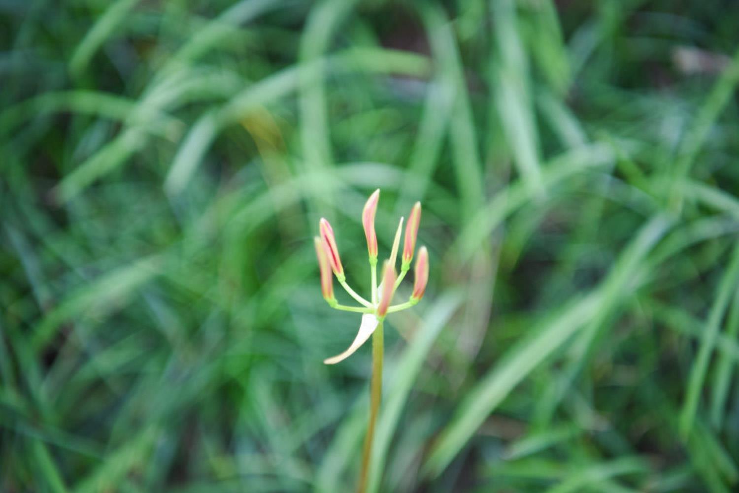 石蒜 石蒜
