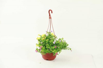 ​百万小铃开花后怎么养护