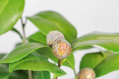 ​茶花开花后怎么养护