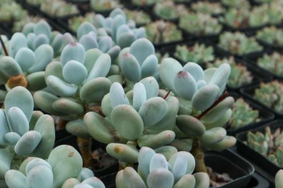 ​春秋型种多肉植物如何度夏