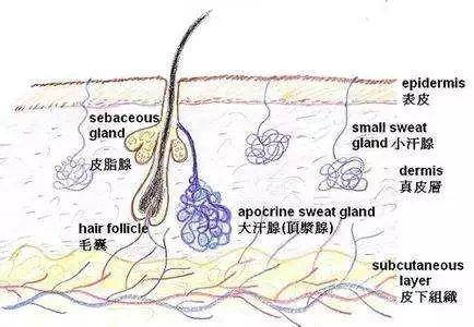 护肤丨毛孔粗大怎么破？教你3招搞定它！