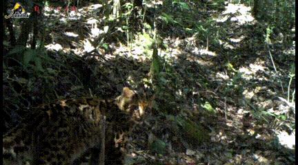 它是世界上最美的小猫——没有之一！