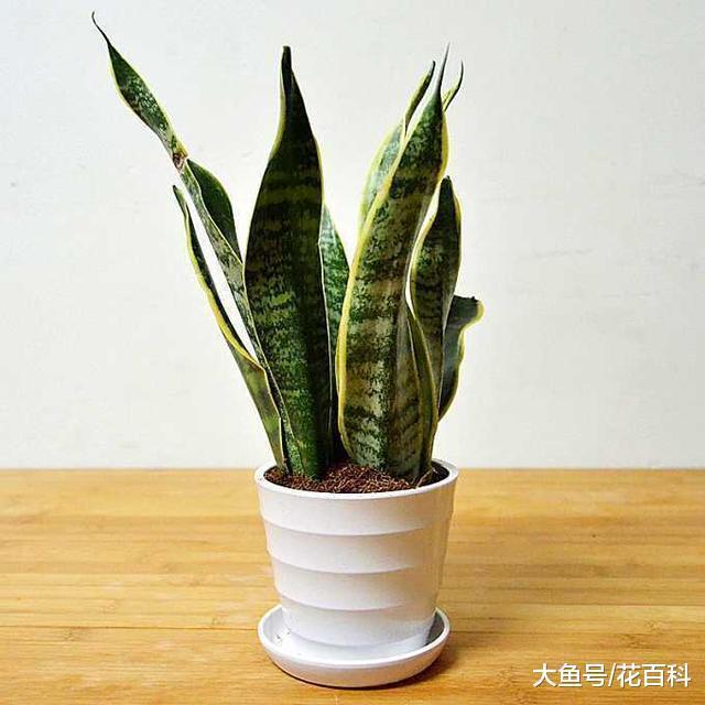 虎皮兰扦插实在太简单, 一个叶子就搞定