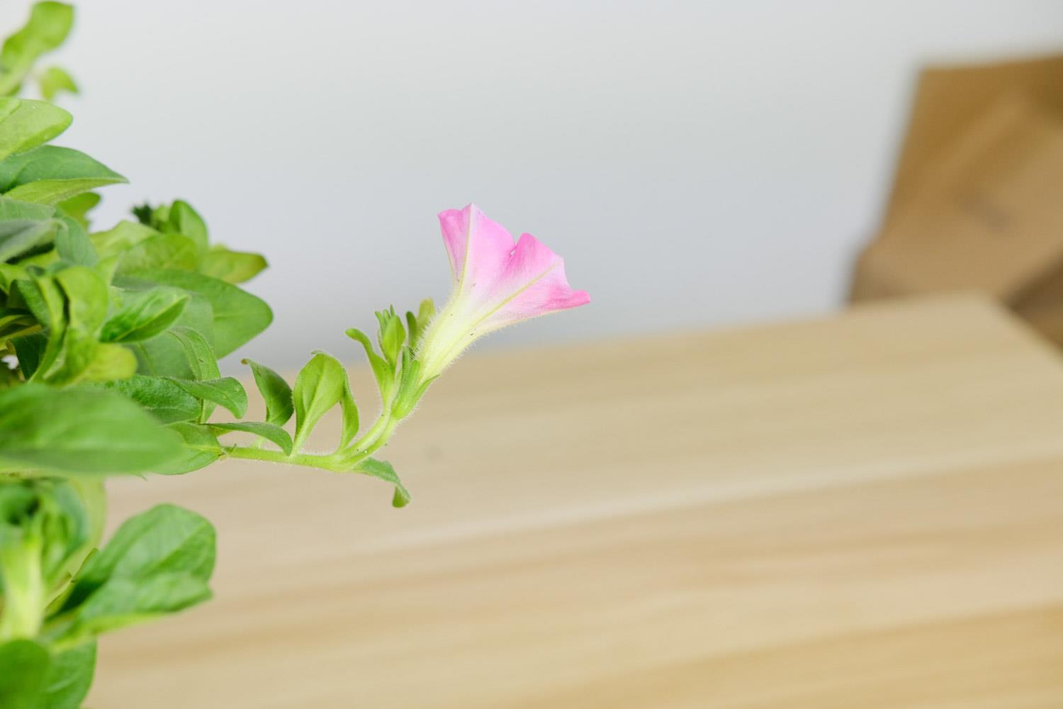 矮牵牛 矮牵牛