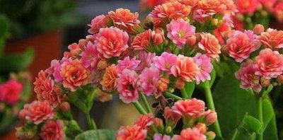 ​家有老人养５种“长寿”花，寓意健康长寿，儿孙满堂安享晚年