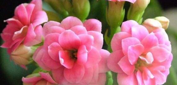家有老人养5种“长寿”花,寓意健康长寿,儿孙满堂安享晚年