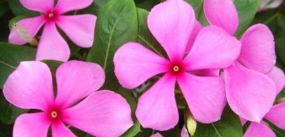 家有老人养5种“长寿”花,寓意健康长寿,儿孙满堂安享晚年