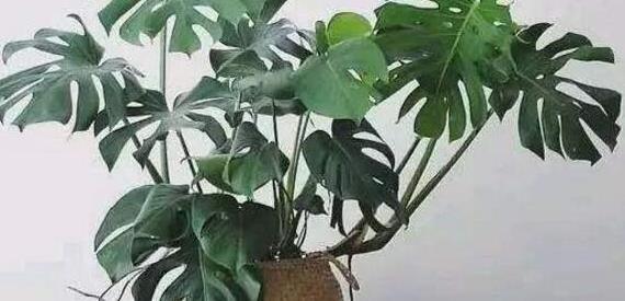 家有老人养5种“长寿”花,寓意健康长寿,儿孙满堂安享晚年