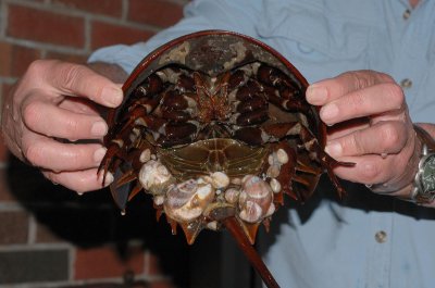 ​马蹄蟹学名叫鲎（hoù），是一种行动迟缓的海洋生物