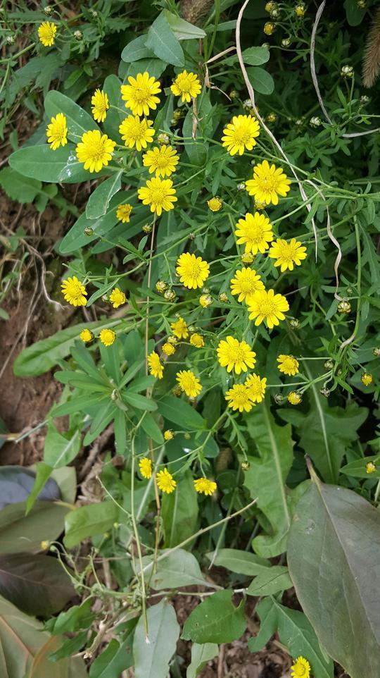 植物百科(五)甘菊