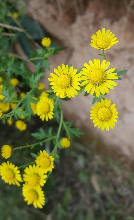 植物百科(五)甘菊