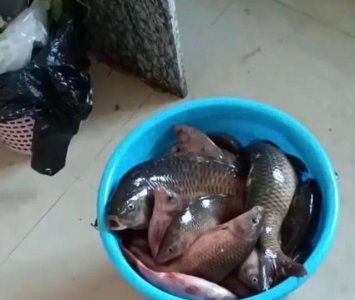 ​广东一河道禾花鲤大爆发，有人一晚上钓了50斤，网友请假去钓鱼