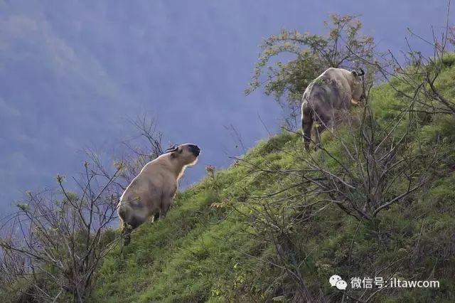 珍稀的高山动物-羚牛