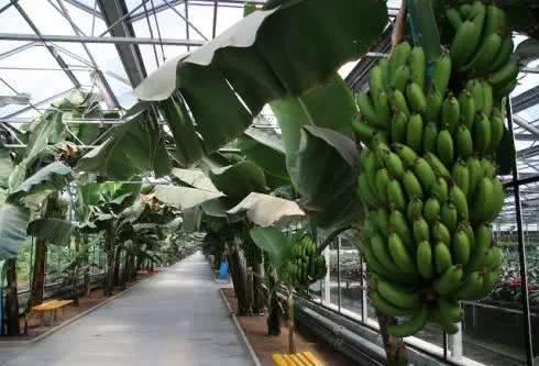 京城7个好玩的温室植物园,能满足你和孩子的一切好奇心