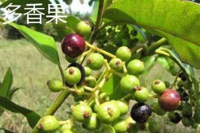 ​多香果和香果的区别
