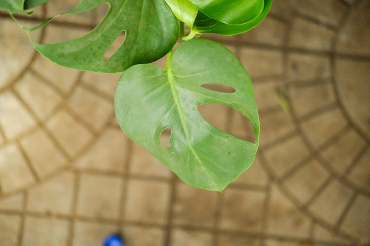 龟背竹 龟背竹