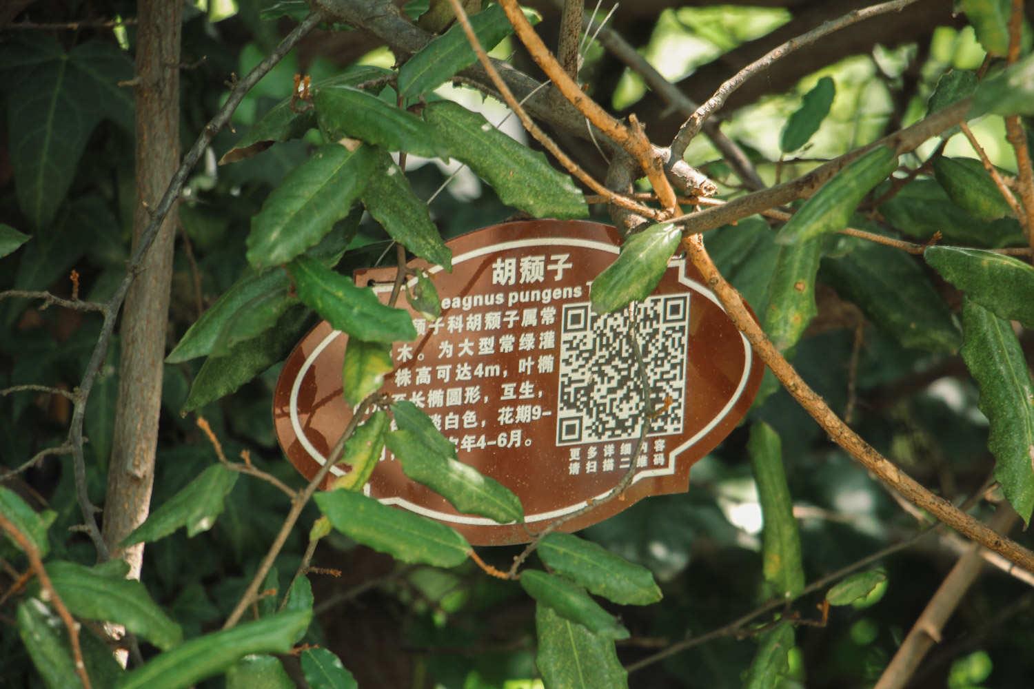 胡颓子 胡颓子
