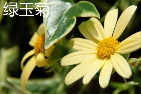绿玉菊 绿玉菊