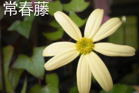 常春藤 常春藤