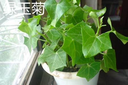 一、 叶子区别 绿玉菊 一、 叶子区别 绿玉菊