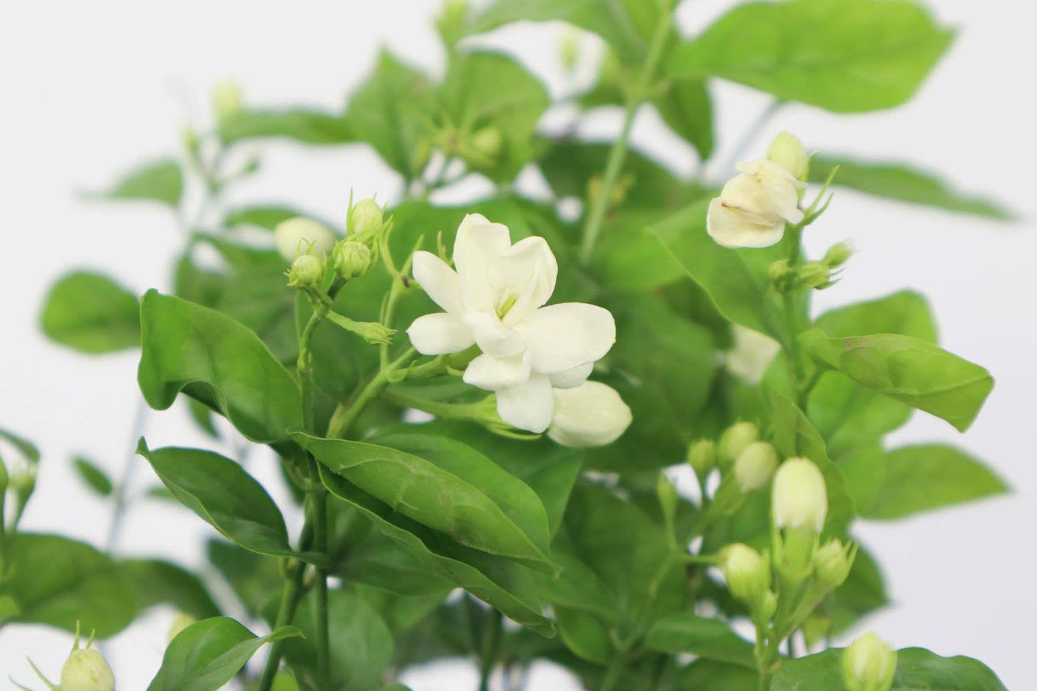 茉莉 茉莉