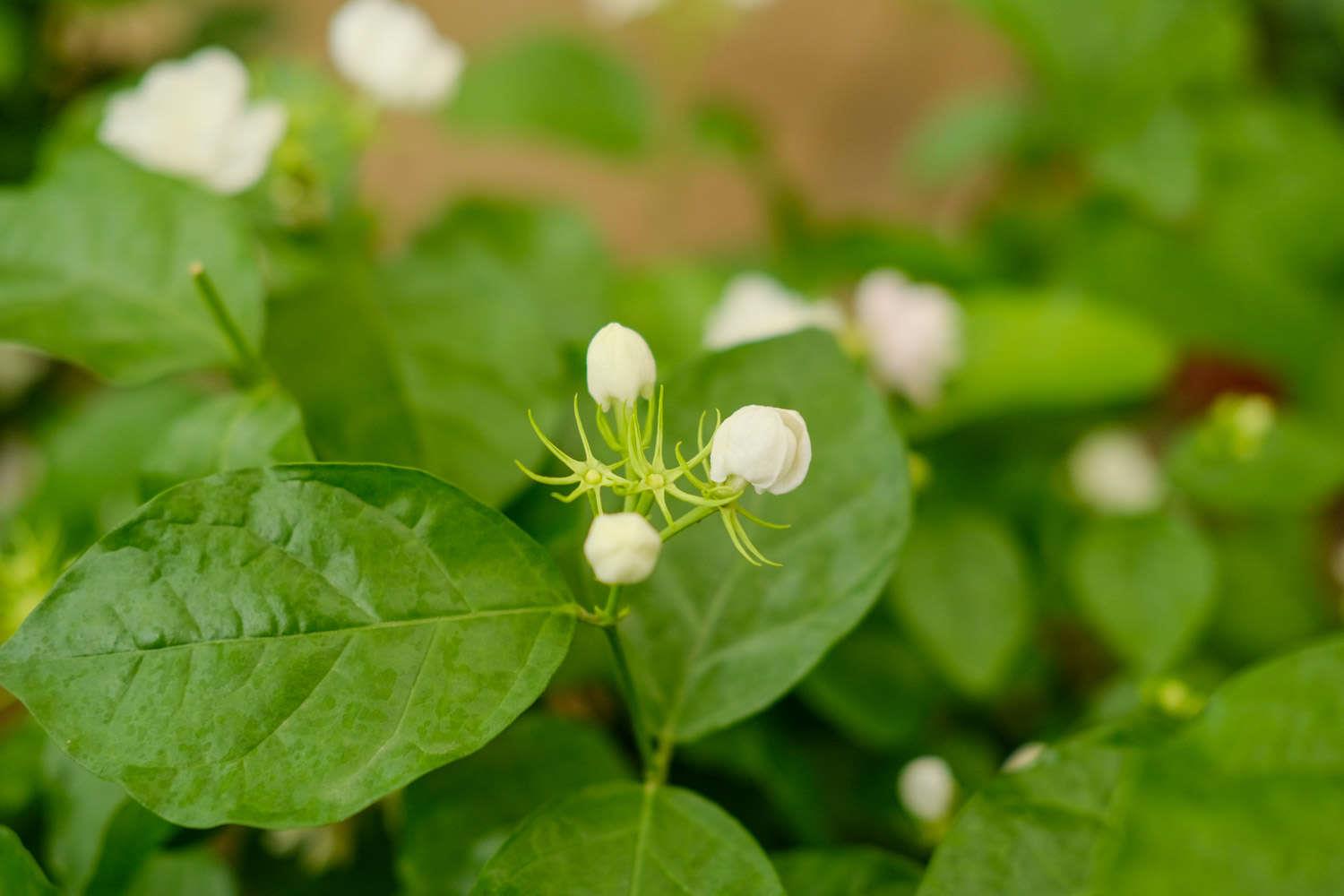 茉莉 茉莉