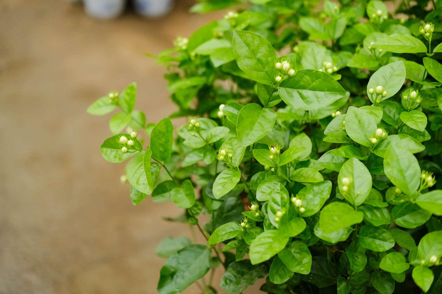 茉莉 茉莉