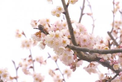 ​江南几度梅花发，人在天涯鬓已斑。