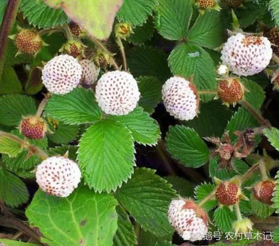 这野果，果味独特，全草还有“大用处”，见到别错过