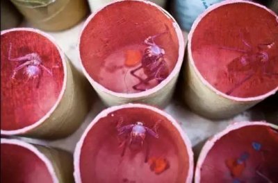 ​中国古老的血腥运动“斗蛐蛐”