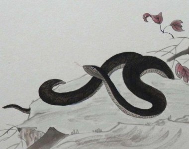 ​我们俗称土蛇命，77年属蛇人的后半辈子：纳音为“沙中土”，速看
